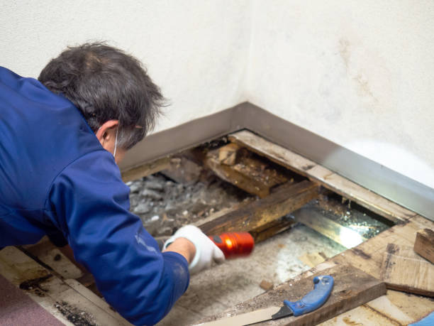 Best Mold Cleaning Services  in Simonton Lake, IN
