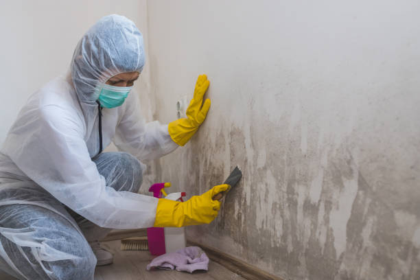 Best Attic Mold Removal  in Simonton Lake, IN